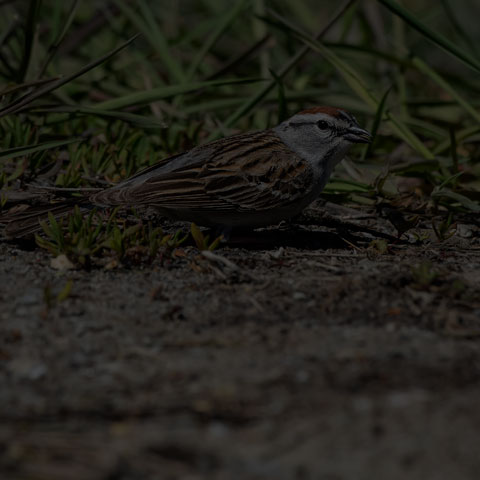 Chipping Sparrow