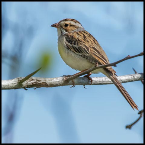 Clay-coloured Sparrow