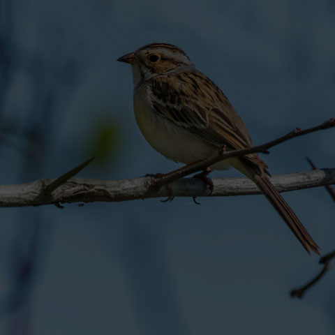 Clay-coloured Sparrow