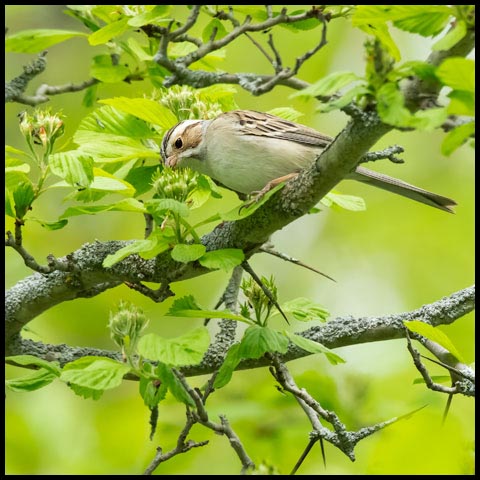 Clay-coloured Sparrow