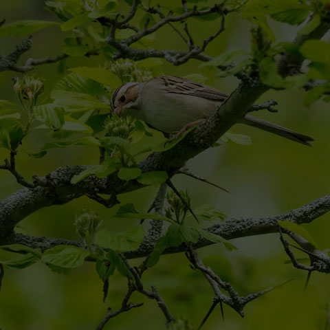 Clay-coloured Sparrow
