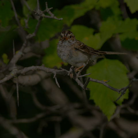 Clay-coloured Sparrow