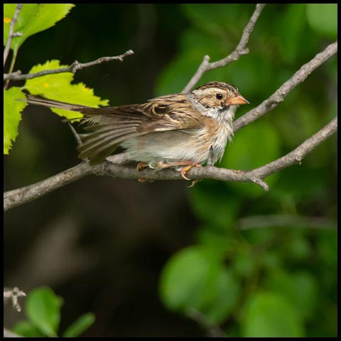 Clay-coloured Sparrow