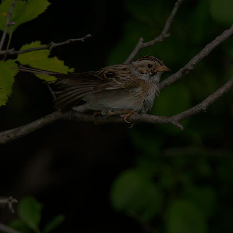 Clay-coloured Sparrow