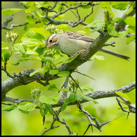 Clay-coloured Sparrow