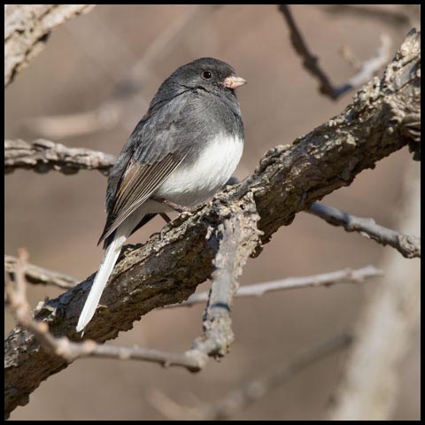 Dark-eyed Junco
