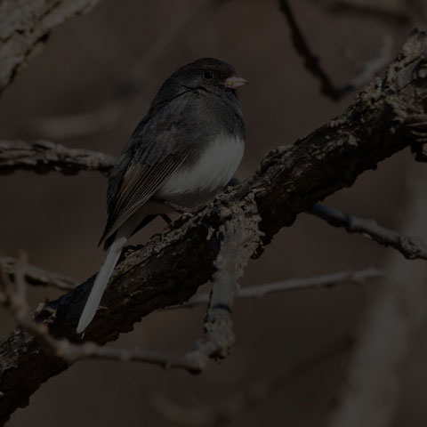 Dark-eyed Junco