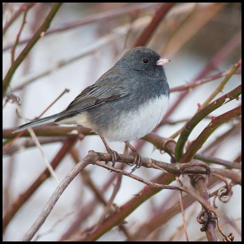 Dark-eyed Junco