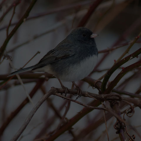 Dark-eyed Junco