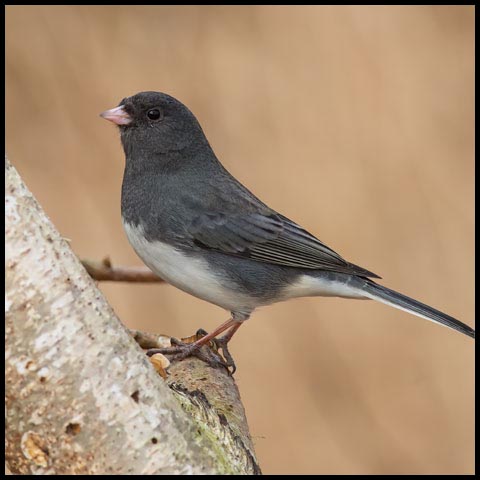 Dark-eyed Junco