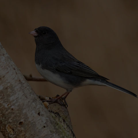 Dark-eyed Junco