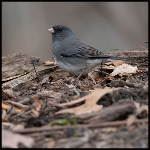 Dark-eyed Junco