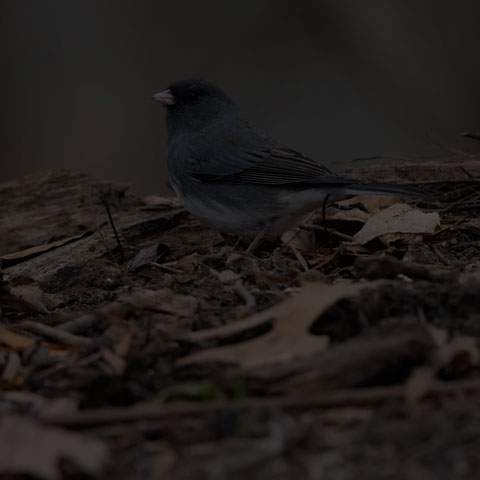 Dark-eyed Junco