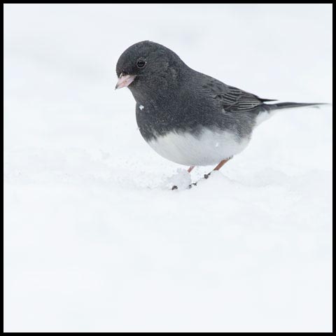 Dark-eyed Junco