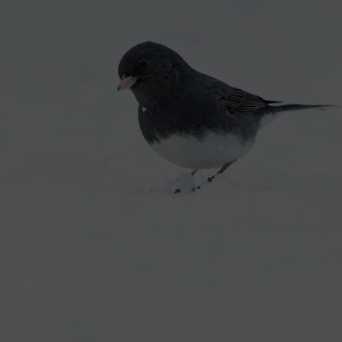 Dark-eyed Junco