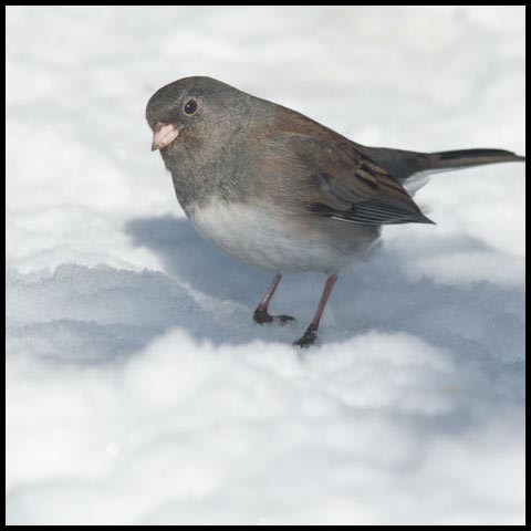 Dark-eyed Junco