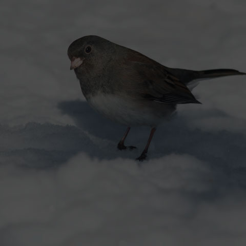 Dark-eyed Junco