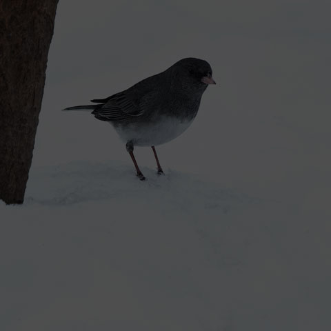 Dark-eyed Junco