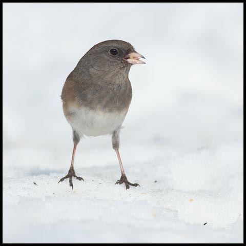 Dark-eyed Junco