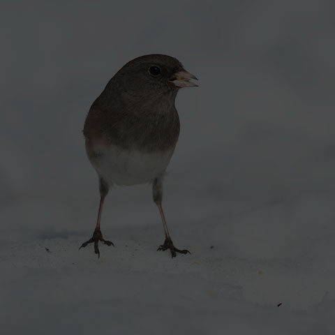 Dark-eyed Junco