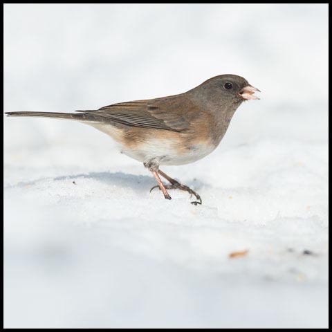 Dark-eyed Junco