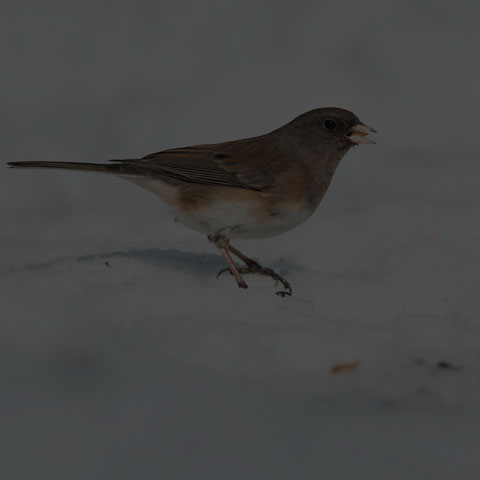 Dark-eyed Junco