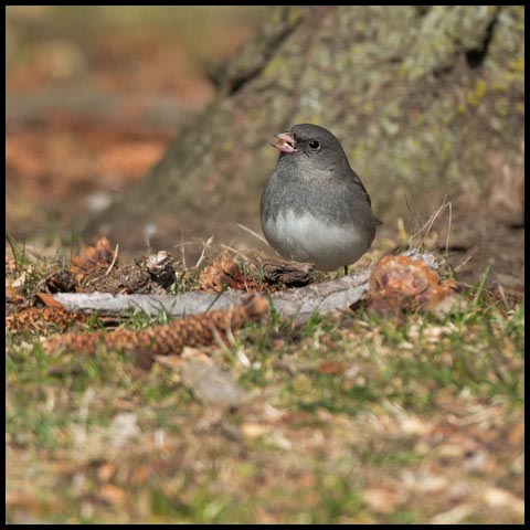 Dark-eyed Junco