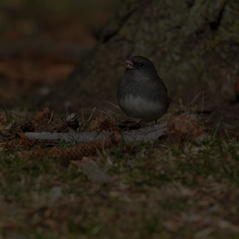 Dark-eyed Junco