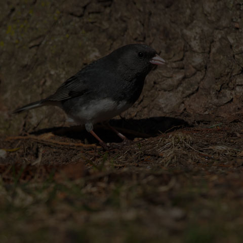 Dark-eyed Junco