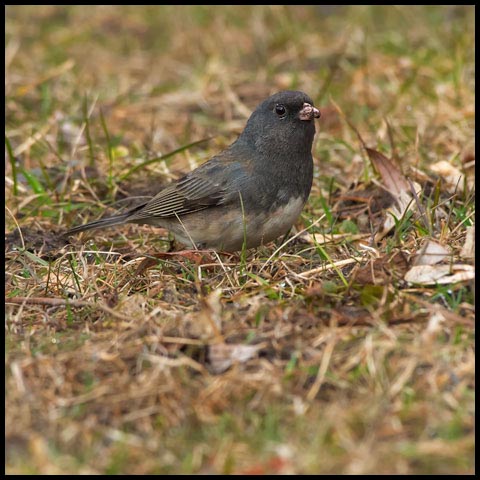 Dark-eyed Junco