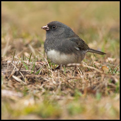 Dark-eyed Junco