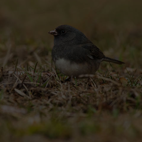 Dark-eyed Junco
