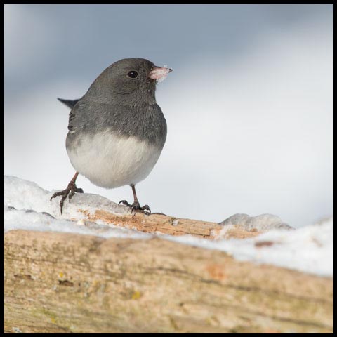 Dark-eyed Junco