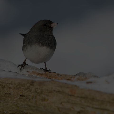 Dark-eyed Junco