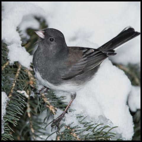 Dark-eyed Junco