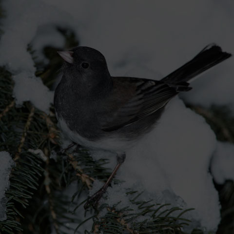 Dark-eyed Junco