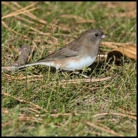 Dark-eyed Junco