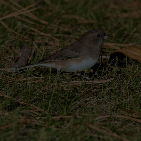 Dark-eyed Junco