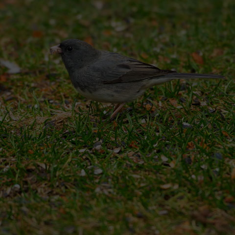 Dark-eyed Junco