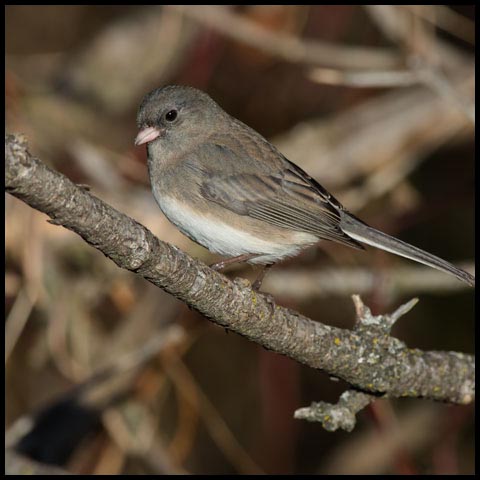 Dark-eyed Junco