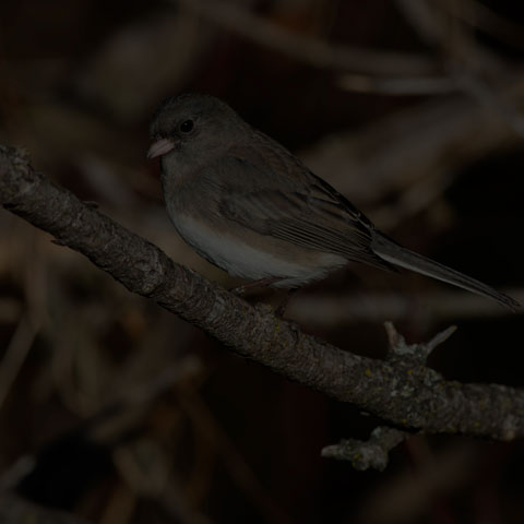 Dark-eyed Junco