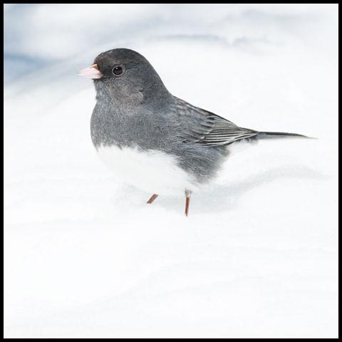 Dark-eyed Junco