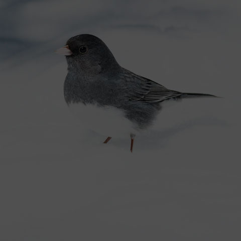 Dark-eyed Junco