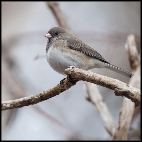 Dark-eyed Junco