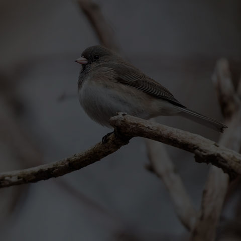 Dark-eyed Junco
