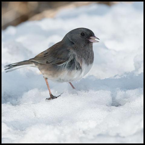 Dark-eyed Junco