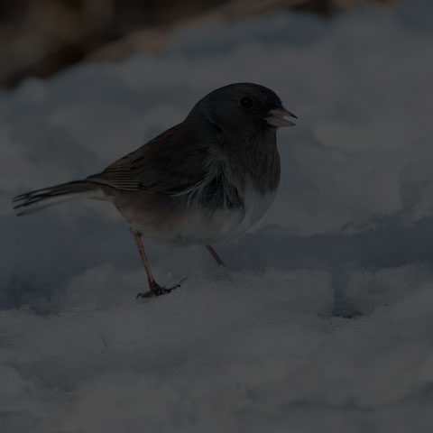 Dark-eyed Junco