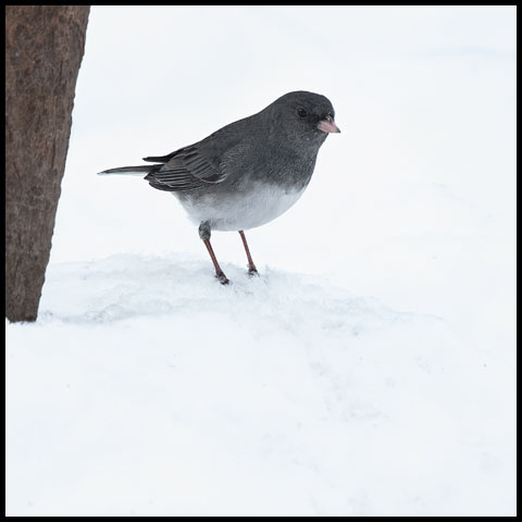 Dark-eyed Junco