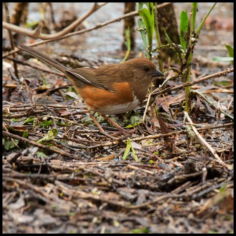 Eastern Towhee