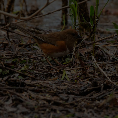 Eastern Towhee